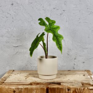 alocasia-jacklyn-houseplant-plantnest