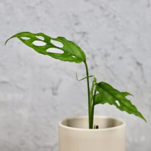 monstera-obliqua-peru-houseplant-plantnest