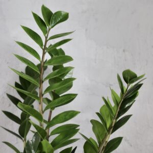 zamioculcas-zamiifolia-houseplant-plantnest