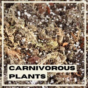PlantNest-carnivorous-plants-soil