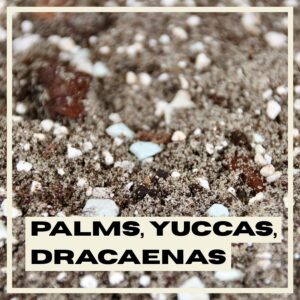 PlantNest-palms-yuccas-dracaenas-soil-plants