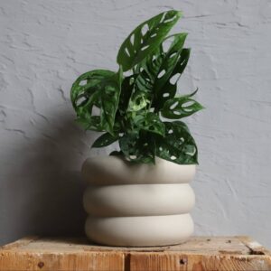 monstera-adansonii-monkey-mask-plantnest