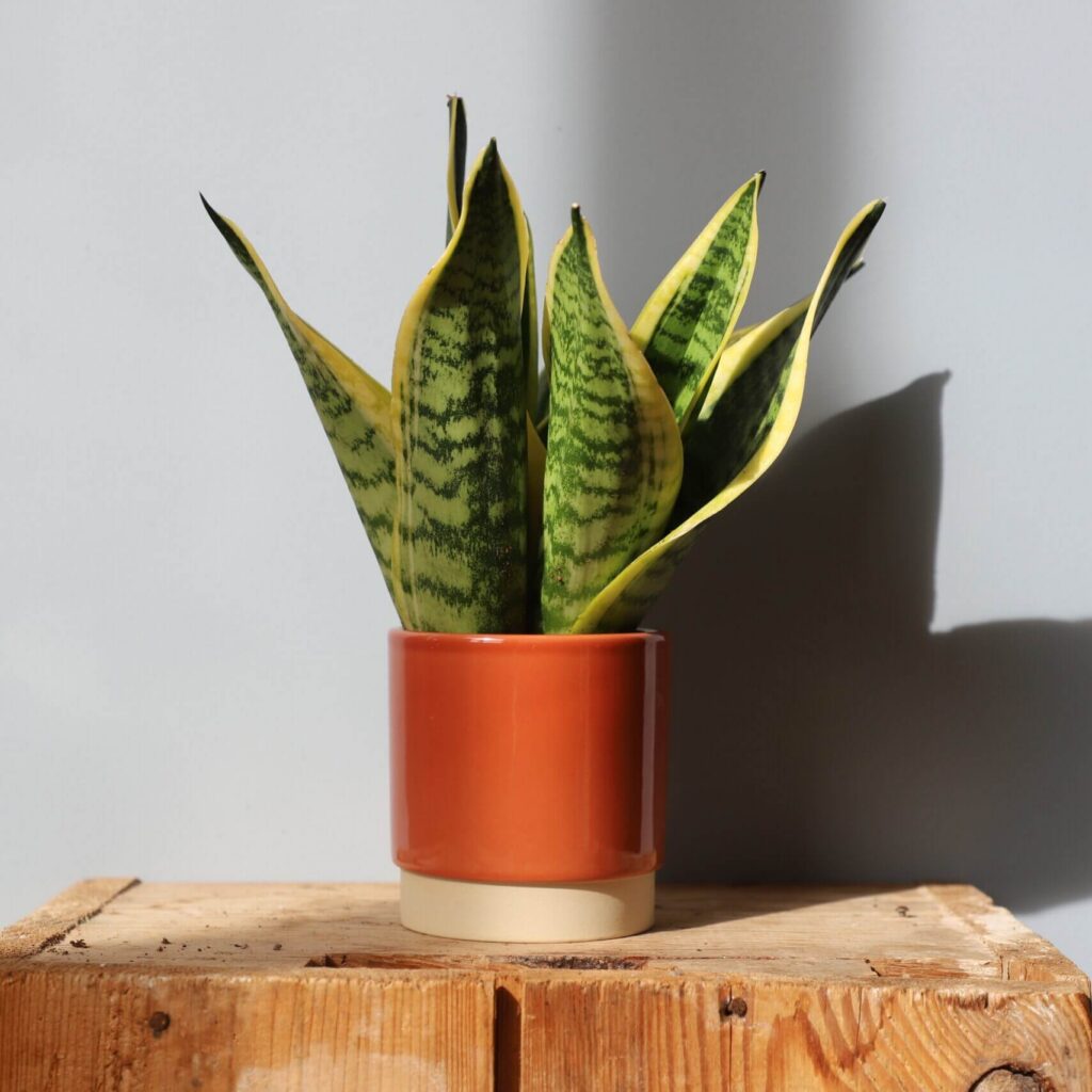 sansevieria-trifasciata-futura-superba-snake-plant-plantnest