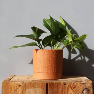 epipremnum-aureum-houseplants-plantnest