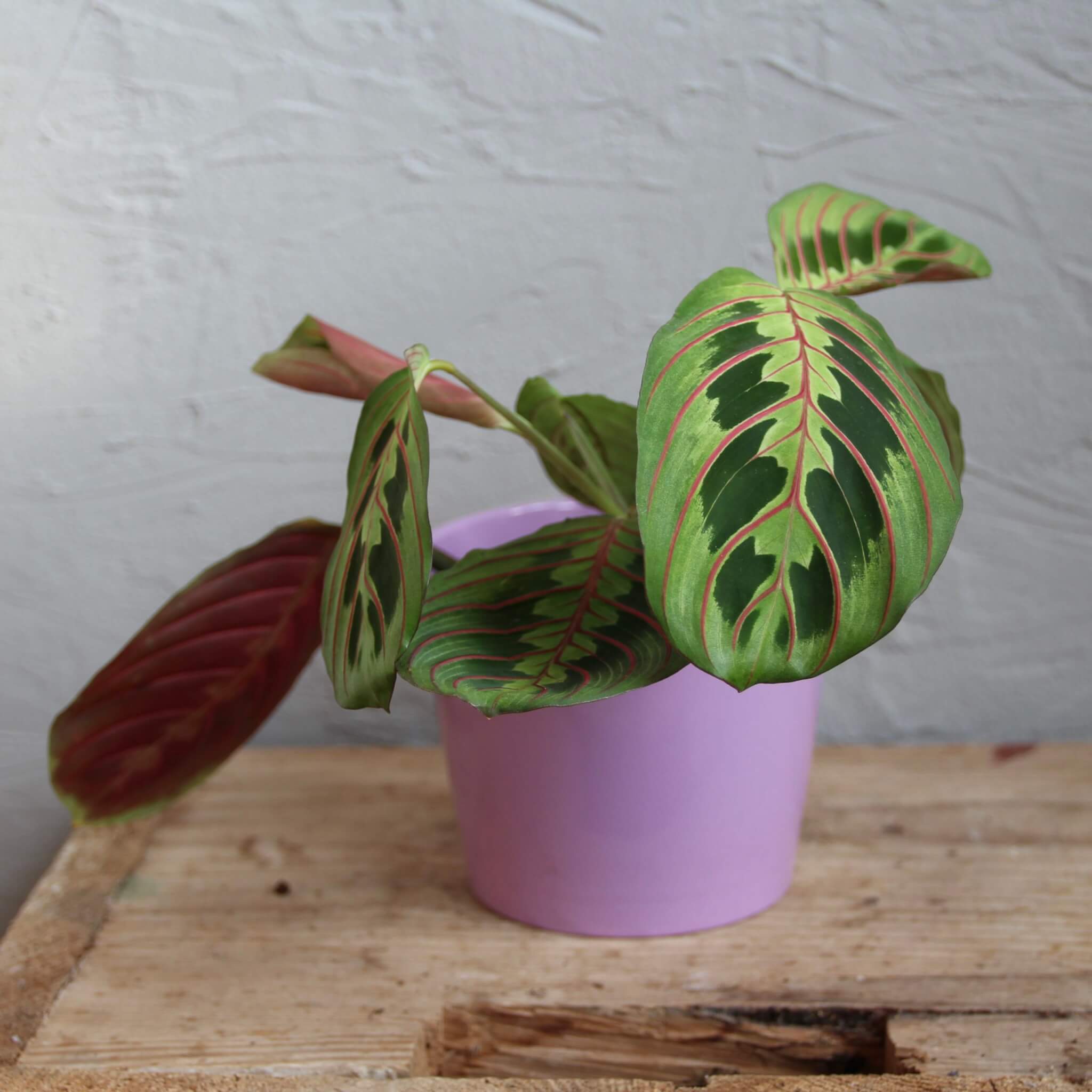maranta-leuconeura-fascinator-prayer-plant-plantnest