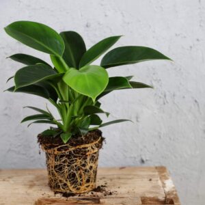 philodendron-green-princess-houseplant-plantnest
